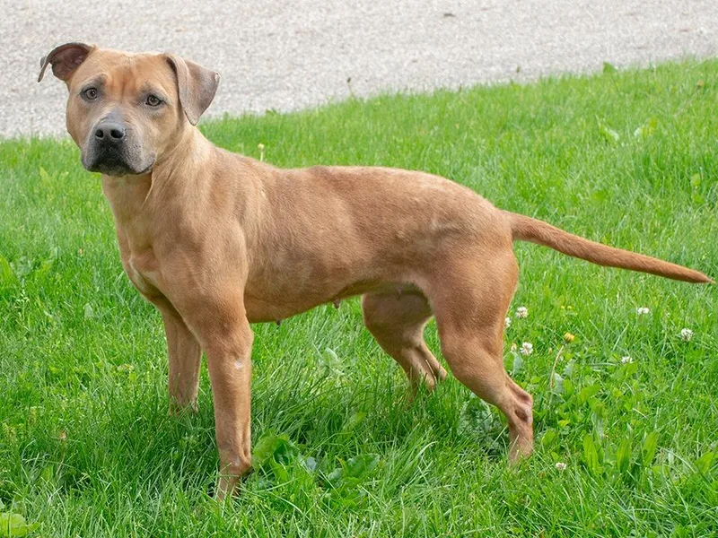A young medium-sized female Pit Bull Terrier dog named Honey for adoption in Troy, OH