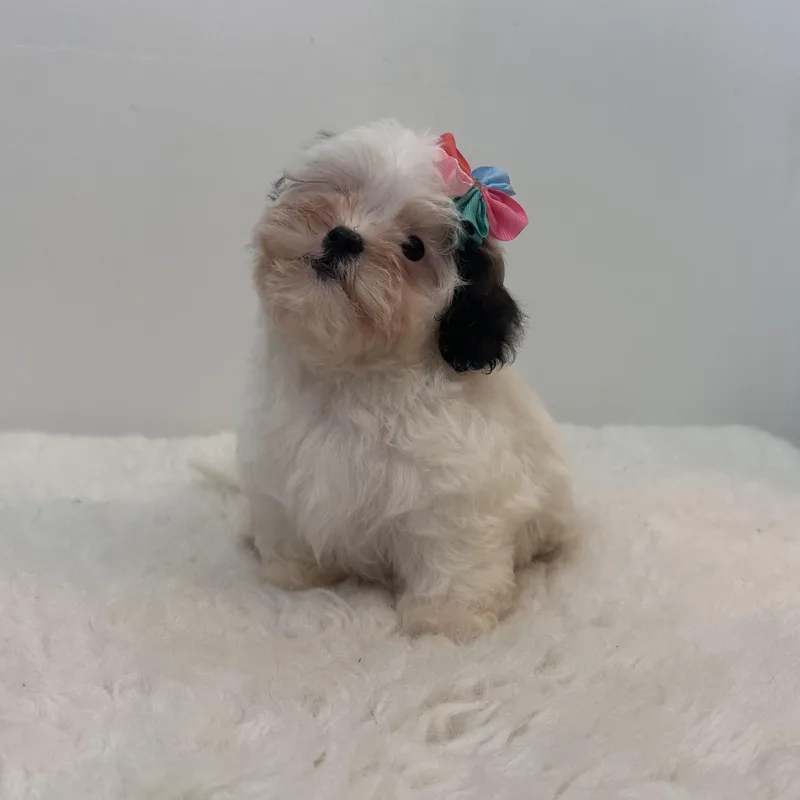 A baby small-sized female Shih poo dog named Smooches for adoption in Wrightstown, NJ