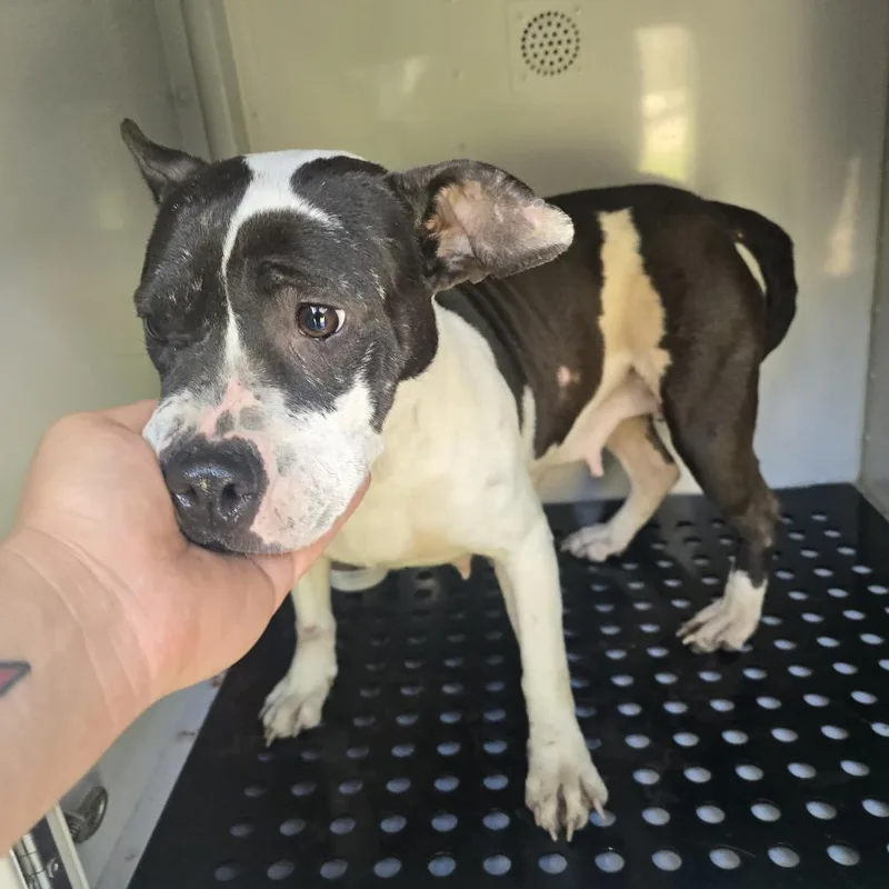 Toe Sock thumbnail 2