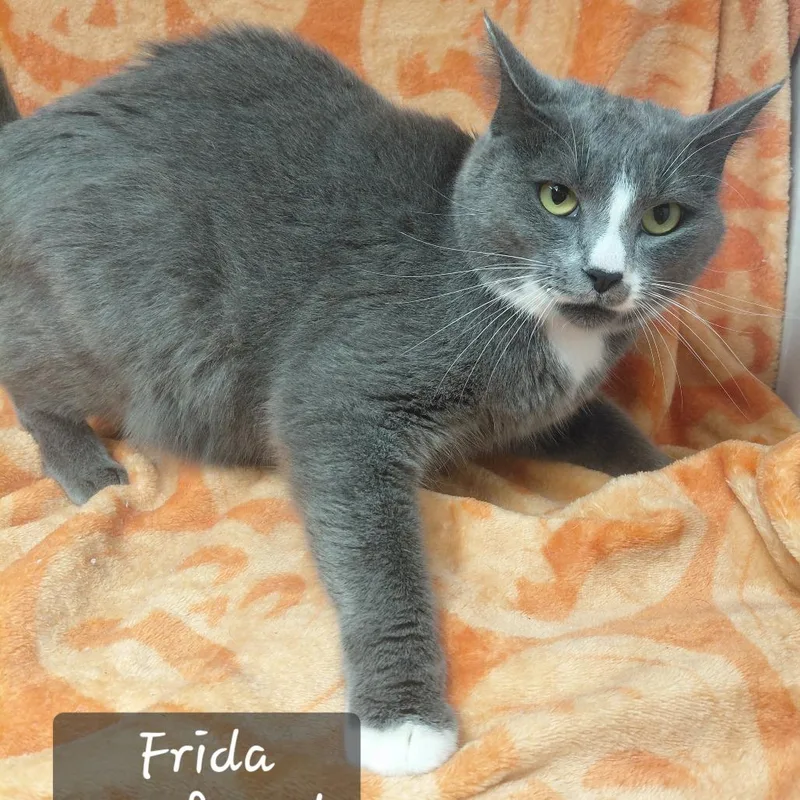 An adult small-sized female Domestic Short Hair cat named Frida for adoption in New Tazewell, TN