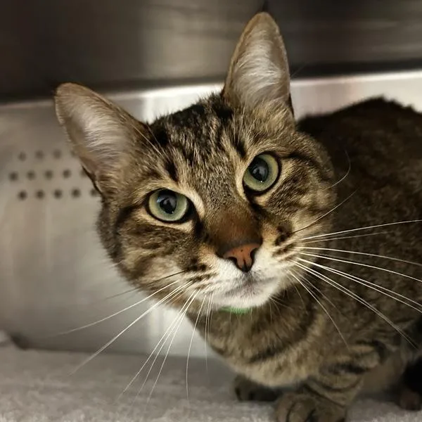 An adult large-sized male Domestic Short Hair cat named Hobbes for adoption in Oakland, CA