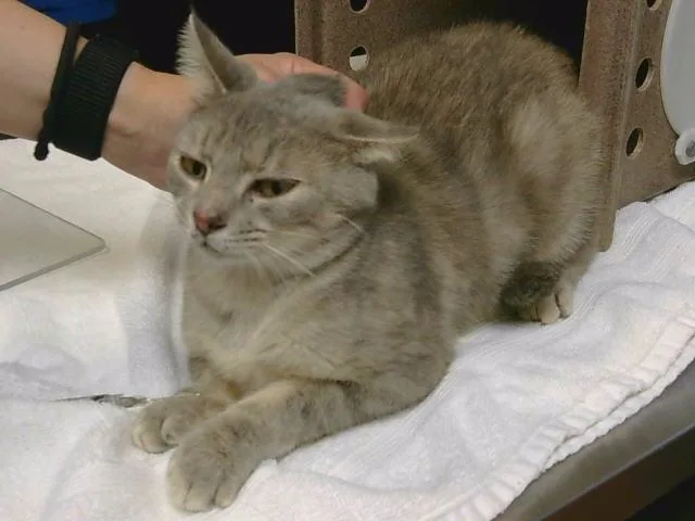 A young medium-sized female Domestic Short Hair cat named Fancy for adoption in Cookeville, TN