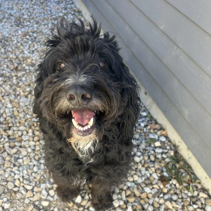 An adult medium-sized male Poodle dog named Toby for adoption in St. Louis, MO