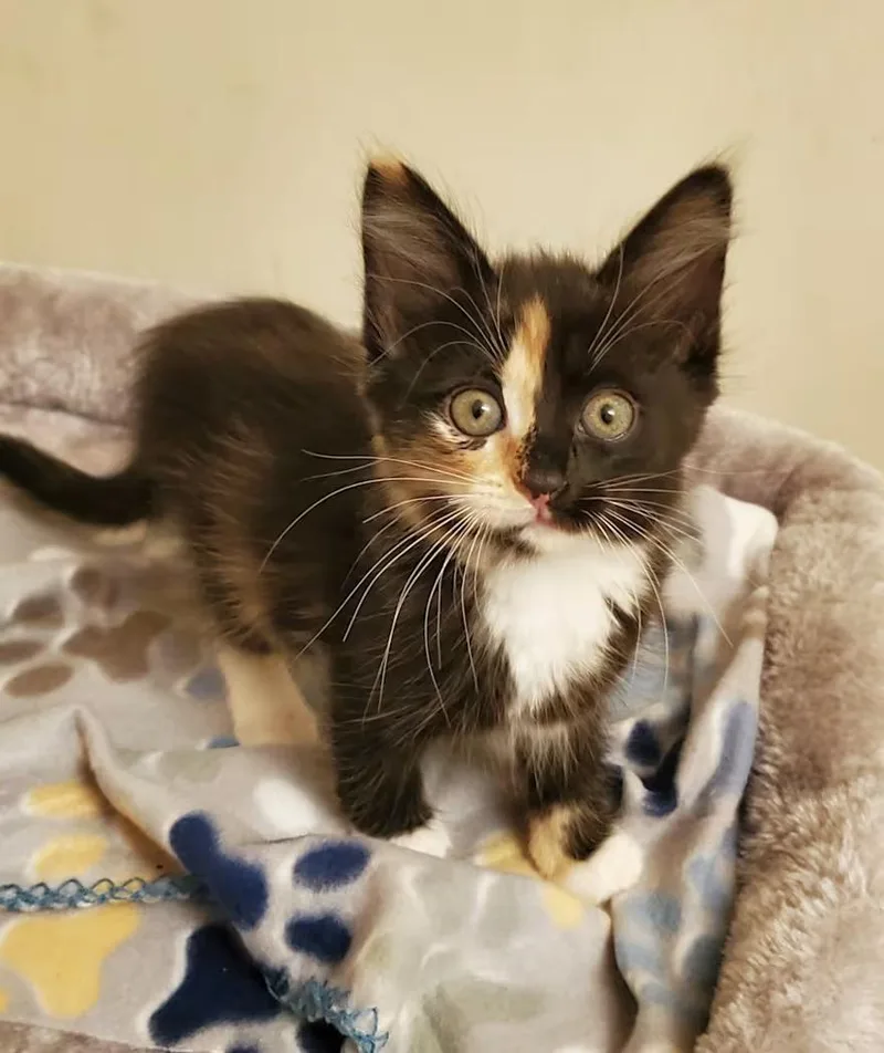 A baby medium-sized female Tortoiseshell Domestic Short Hair cat named Mocha for adoption in Greensboro, NC