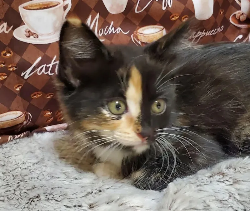 Mocha thumbnail 3