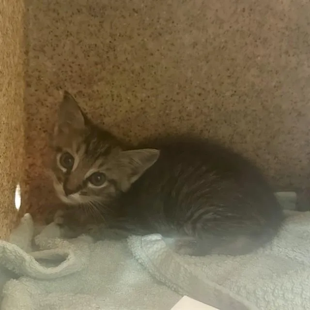 A baby small-sized female Domestic Short Hair cat named Sandy Cheeks for adoption in Riverside, CA