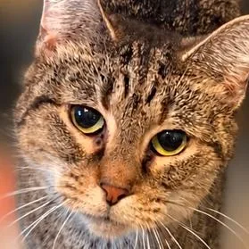 An adult small-sized female Brown / Chocolate Domestic Short Hair cat named Sally for adoption in Greensburg, PA