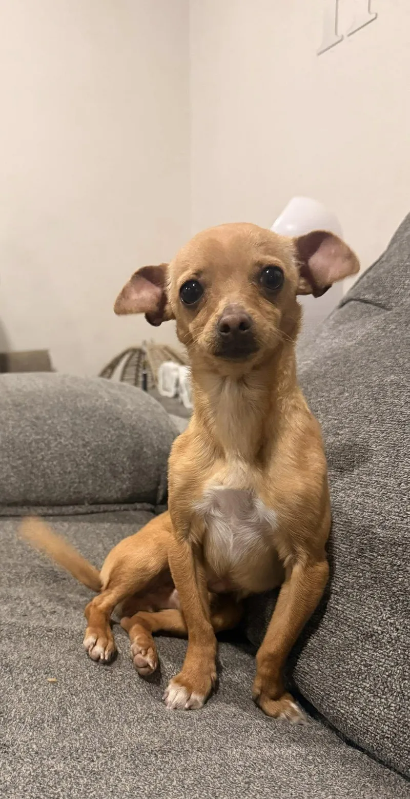 A young small-sized male Chihuahua dog named Taco for adoption in West Richland, WA