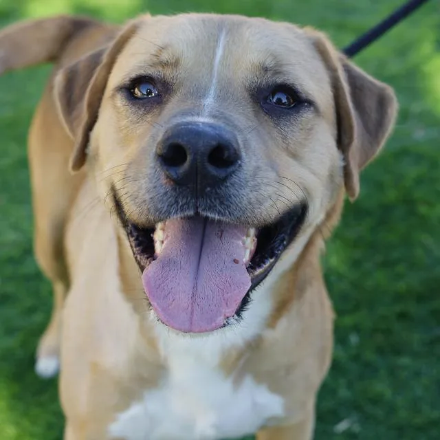 An adult medium-sized male Labrador Retriever dog named Champ for adoption in San Antonio, TX