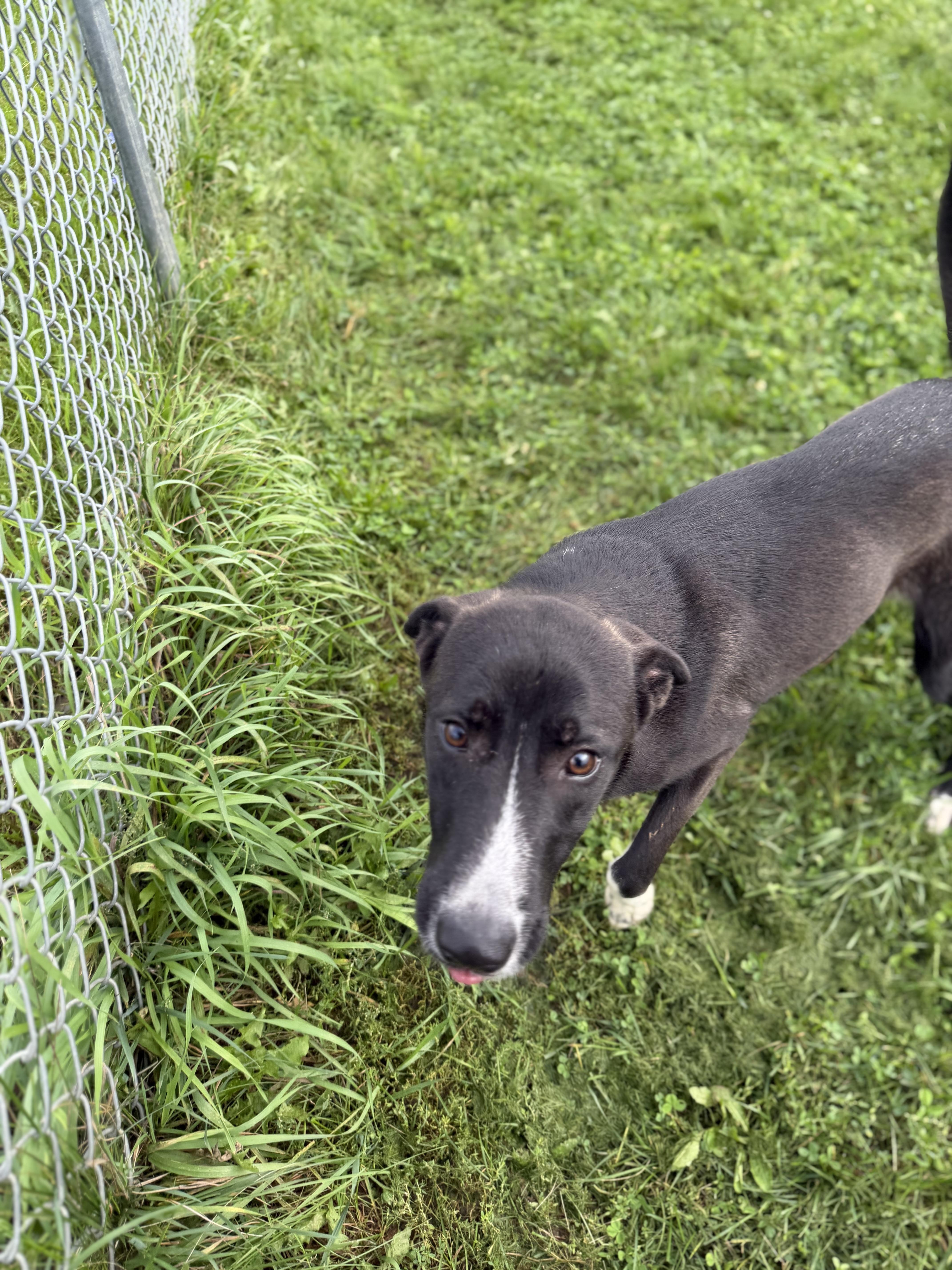 An adult medium-sized female Labrador Retriever dog named Robin for adoption in Dodgeville, WI