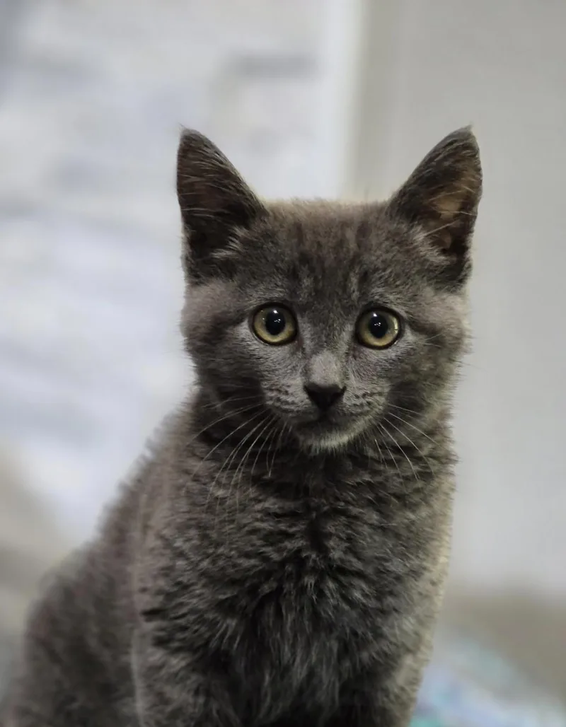 A baby medium-sized female Gray / Blue / Silver Domestic Short Hair cat named Iris for adoption in White Lake, MI