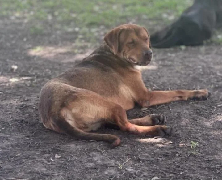 An adult large-sized male Coonhound dog named Blue for adoption in Houston, TX
