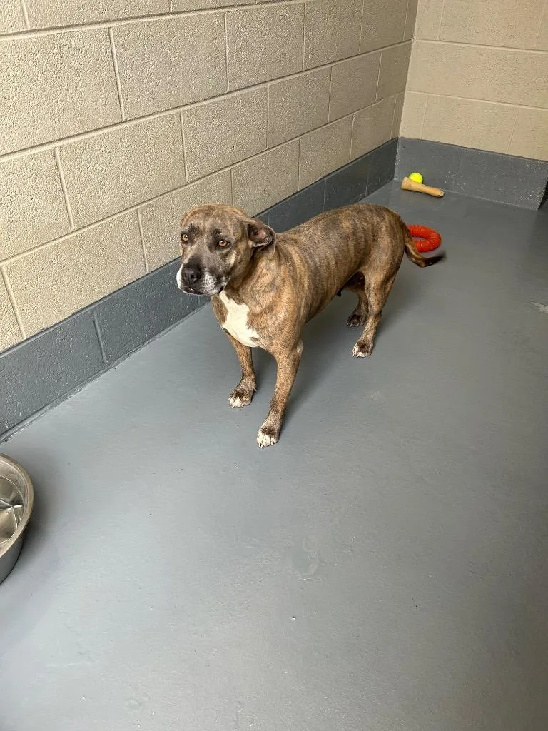 An adult medium-sized female Pit Bull Terrier dog named Lucy for adoption in Johnson City, TN