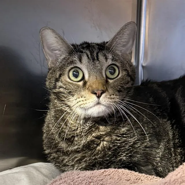 An adult large-sized male Domestic Short Hair cat named Baby Bob Jr for adoption in Las Vegas, NV
