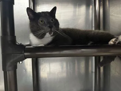 An adult medium-sized male Domestic Short Hair cat named Jackie for adoption in Sevierville, TN