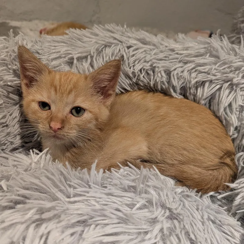 A baby small-sized female Orange / Red Domestic Short Hair cat named Haily C for adoption in Princeton, MN