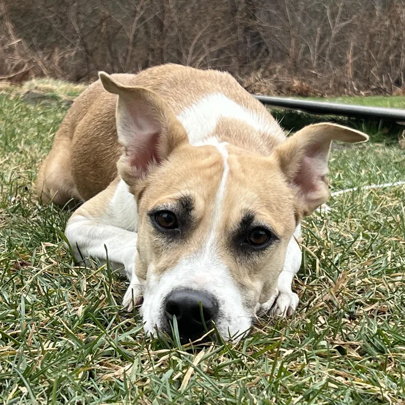A young medium-sized female Golden Hound dog named Cashew for adoption in Griswold, CT