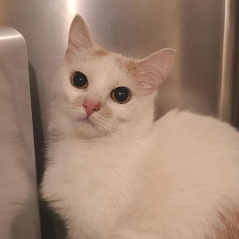 A young medium-sized female White Domestic Short Hair cat named Pineapple for adoption in Briarcliff Manor, NY