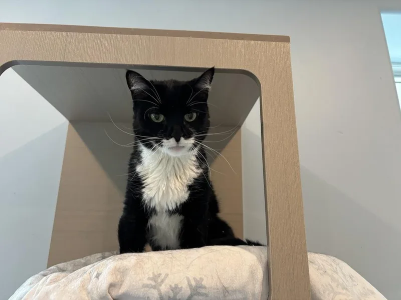 A baby small-sized female Black & White / Tuxedo Domestic Short Hair cat named Demi for adoption in Norristown, PA