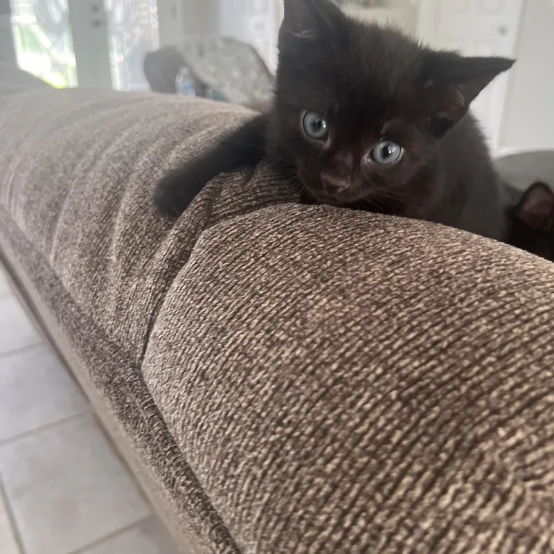 A baby small-sized male Domestic Short Hair cat named Starsky And Hutch for adoption in New York, NY