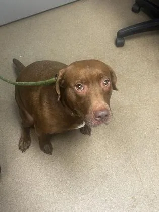 An adult medium-sized female Mixed Breed dog named Sunni for adoption in Chamblee, GA