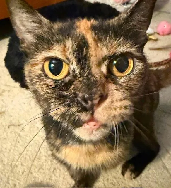 A baby small-sized female Domestic Short Hair cat named Sunny for adoption in Chicago, IL