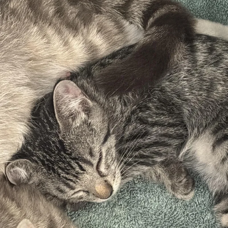 A baby small-sized male Brown / Chocolate Domestic Short Hair cat named Leo for adoption in Port Charlotte, FL