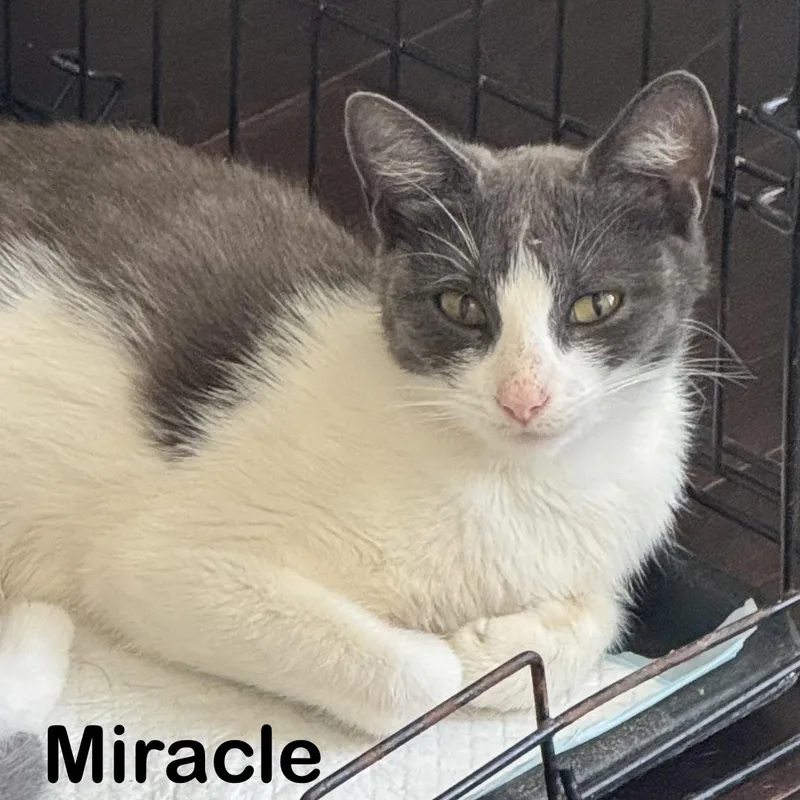 Miracle thumbnail 2