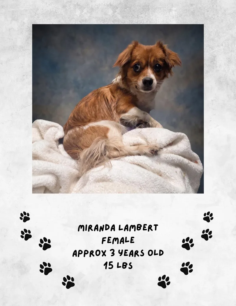 A young medium-sized female Chihuahua dog named Miranda Lambert for adoption in Las Vegas, NM