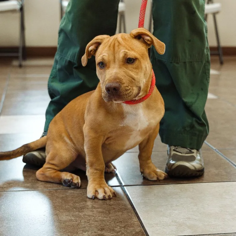 A baby small-sized male Yellow / Tan / Blond / Fawn Mixed Breed dog named Brewster for adoption in Mocksville, NC
