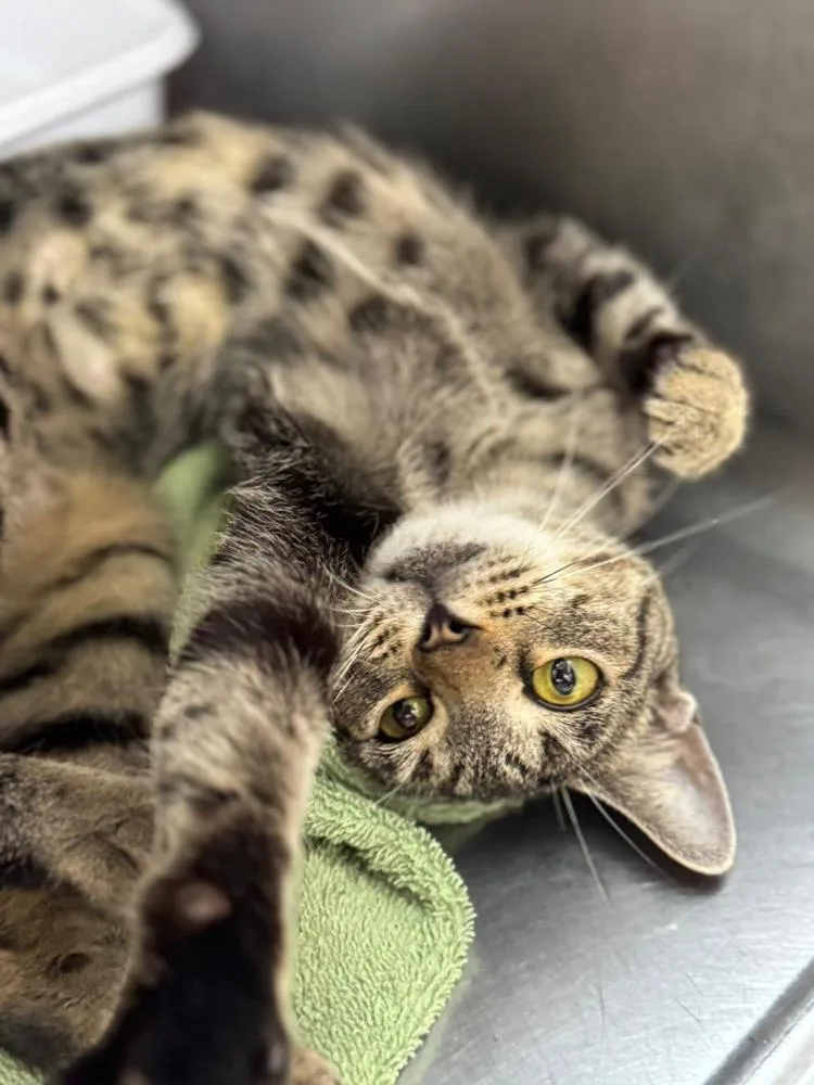 Radical Razr thumbnail 3