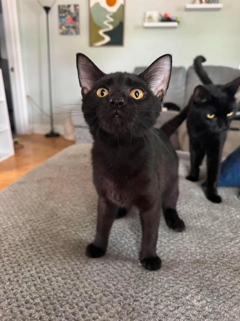 A young medium-sized male Black Domestic Short Hair cat named Percy for adoption in Marion, IN