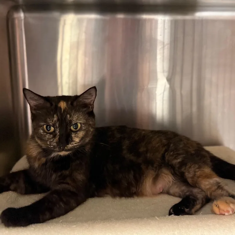 An adult medium-sized female Tortoiseshell Domestic Short Hair cat named Marigold for adoption in Hamilton, GA