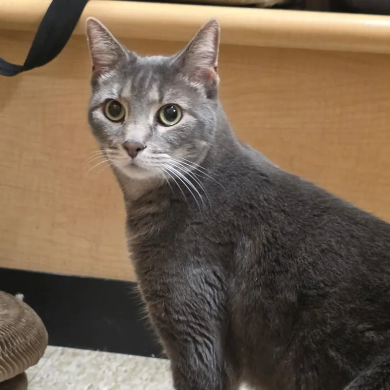 An adult medium-sized female Gray / Blue / Silver Domestic Short Hair cat named Yoko for adoption in Phoenix, AZ