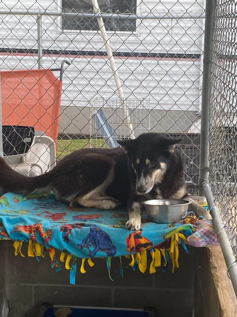 A young large-sized female Husky dog named Skye for adoption in Lakeland, GA