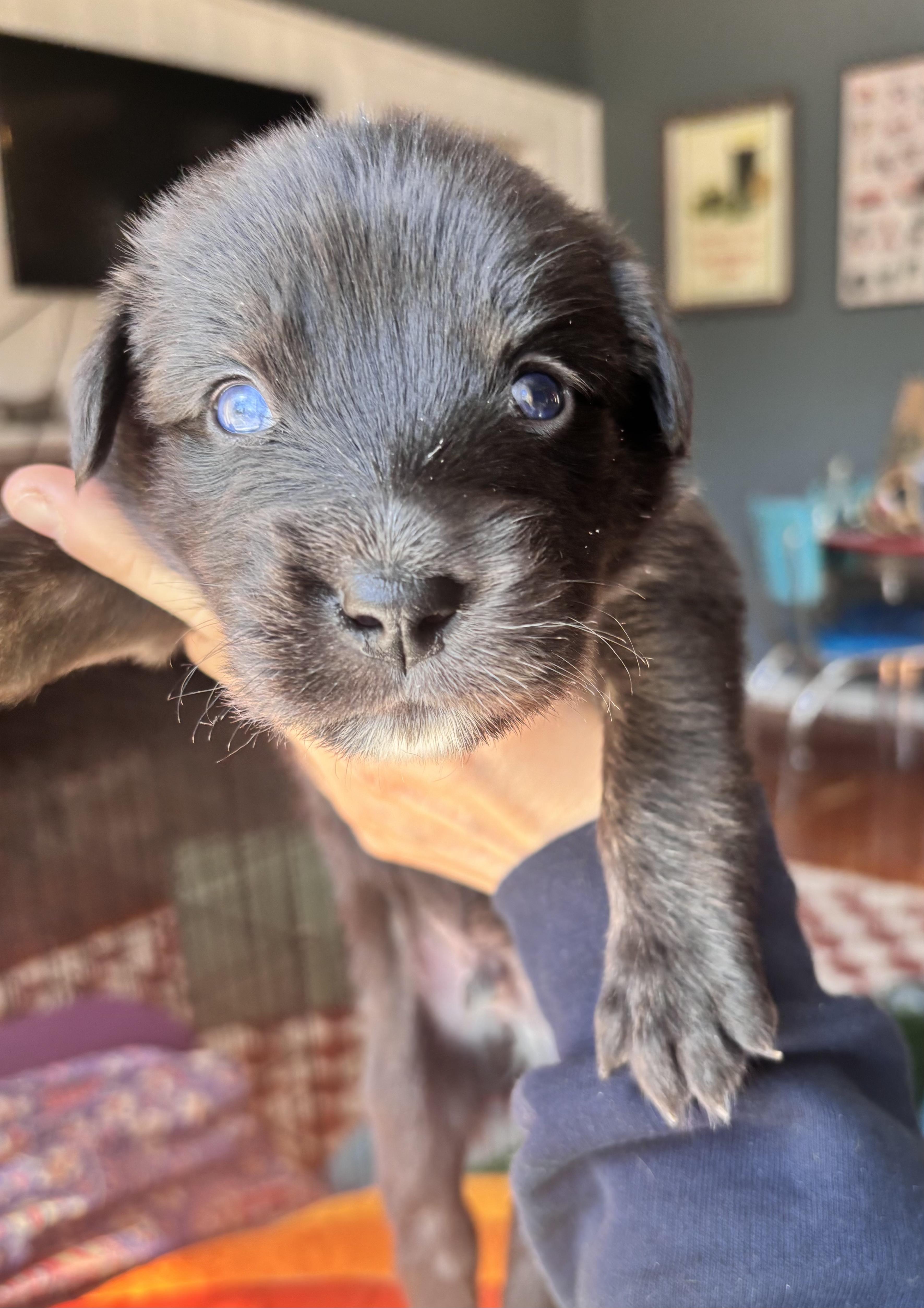 Puck Skates ~ Local thumbnail 3