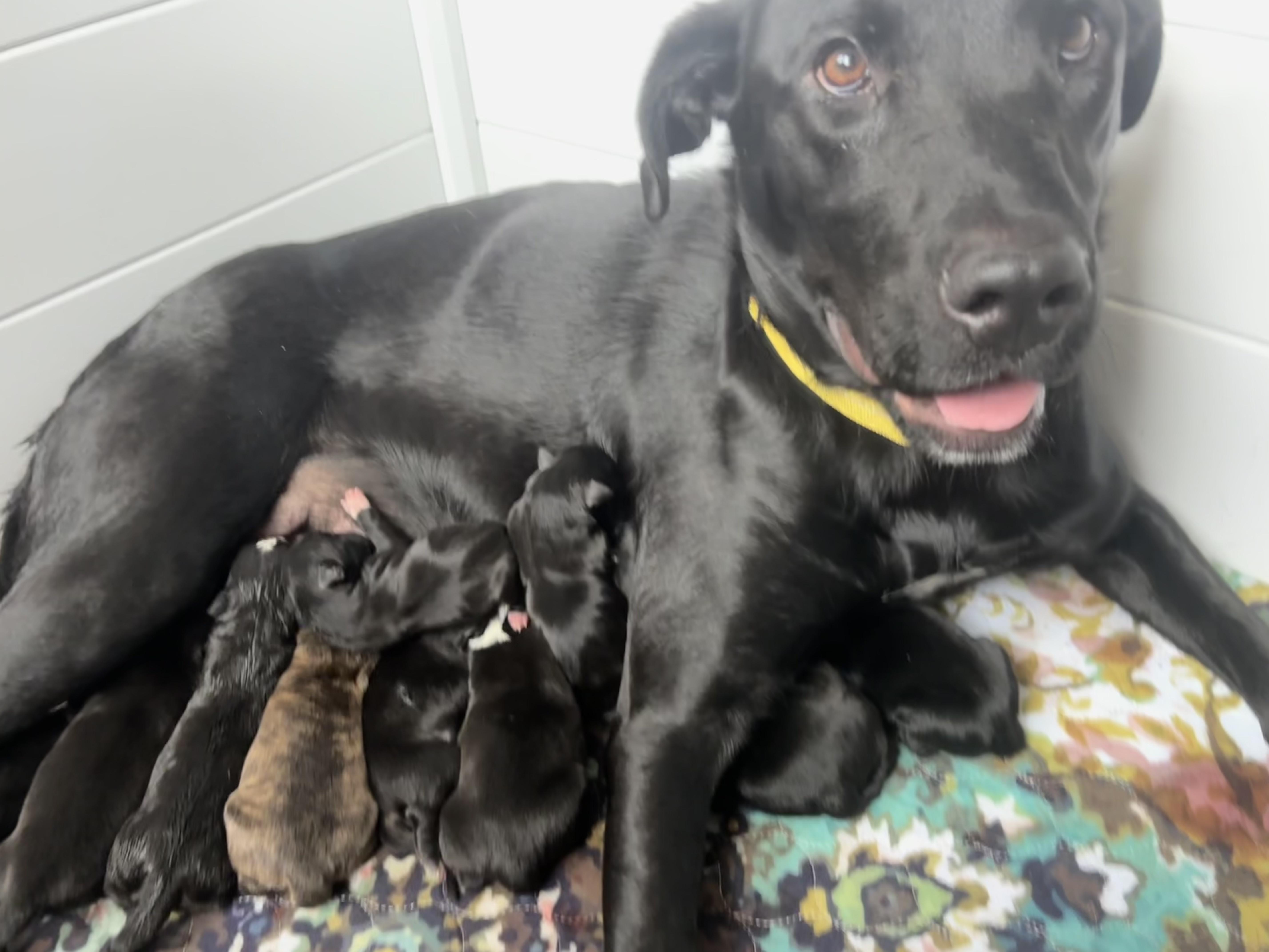 Puck Skates ~ Local thumbnail 4