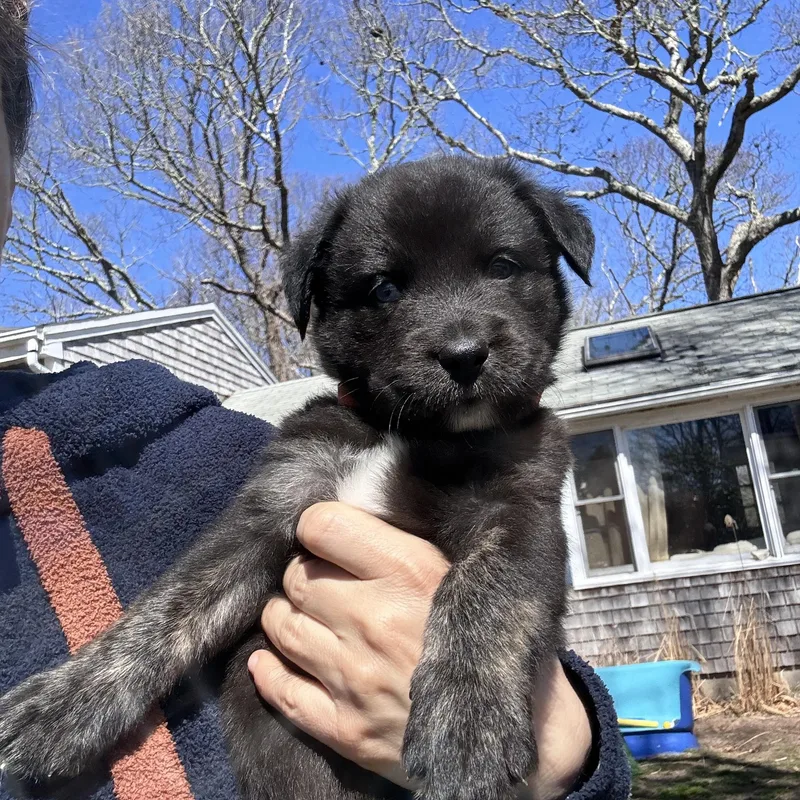 Puck Skates ~ Local thumbnail 5