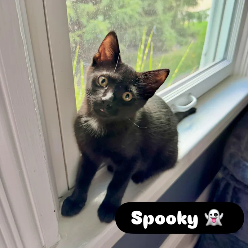 A baby medium-sized male Black Domestic Short Hair cat named Spooky for adoption in McDonald, PA
