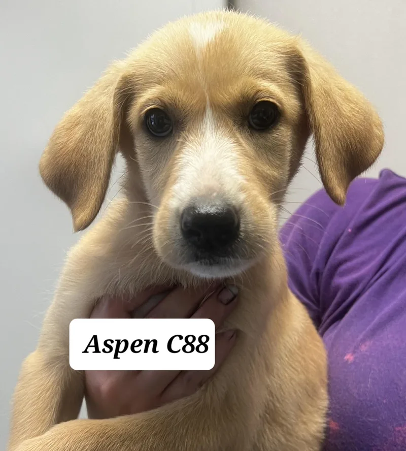 Aspen