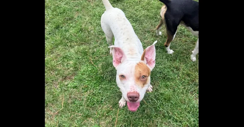 An adult medium-sized male Pit Bull Terrier dog named Nikko for adoption in Youngsville, NC