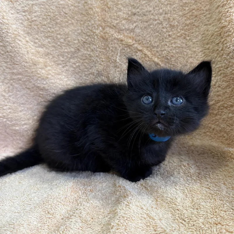 A baby small-sized male Black Domestic Medium Hair cat named Chalk for adoption in Los Angeles, CA