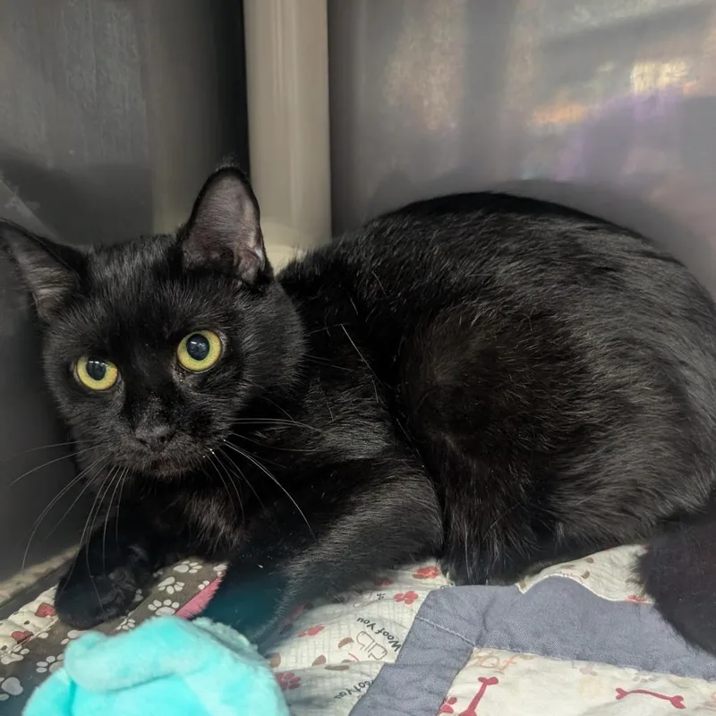 An adult medium-sized female Black Domestic Short Hair cat named Lacy for adoption in Jefferson city, TN