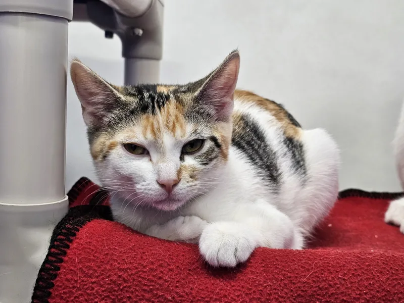 A baby medium-sized female Calico Domestic Short Hair cat named Big Tina for adoption in Dunkirk, NY