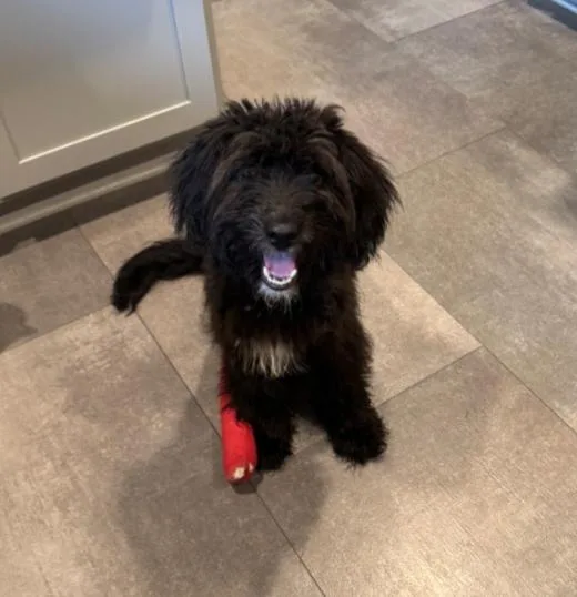 A baby medium-sized male Poodle dog named Stetson for adoption in Carroll, OH