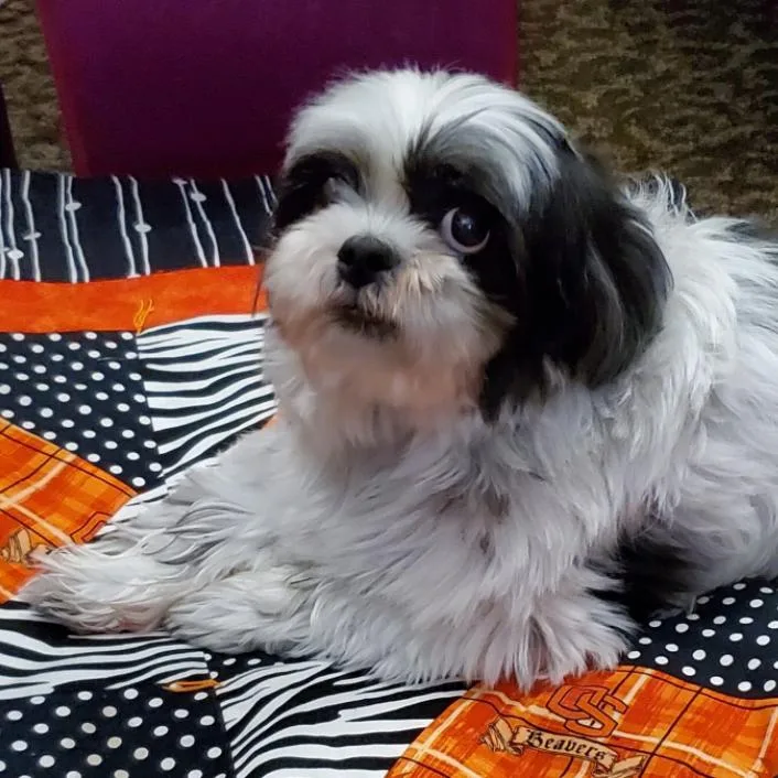 A senior small-sized male Black Shih Tzu dog named Bodie for adoption in Corvallis, OR