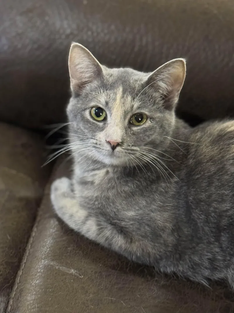 A young medium-sized female Dilute Tortoiseshell cat named Zayla for adoption in Sioux Falls, SD