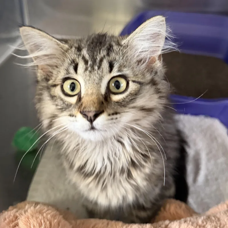 A baby medium-sized female Tabby (Gray / Blue / Silver) Domestic Medium Hair cat named Scaggie for adoption in Trenton, MO