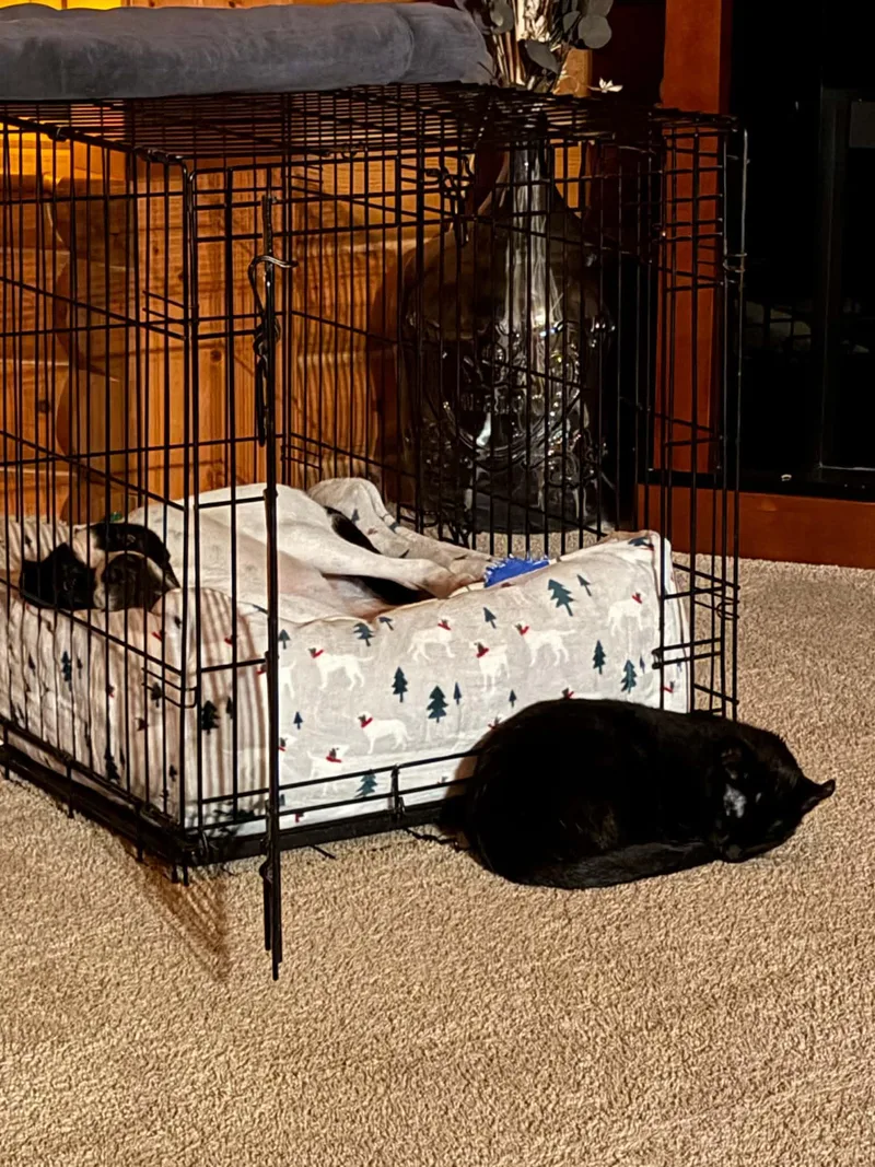 A young medium-sized female Black Foxhound dog named Toula for adoption in Creston, IA