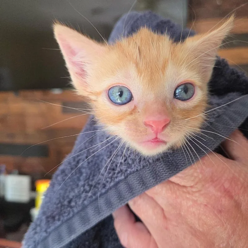 A baby small-sized male Orange / Red Domestic Short Hair cat named Cheddar BobC for adoption in East Saint Louis, IL
